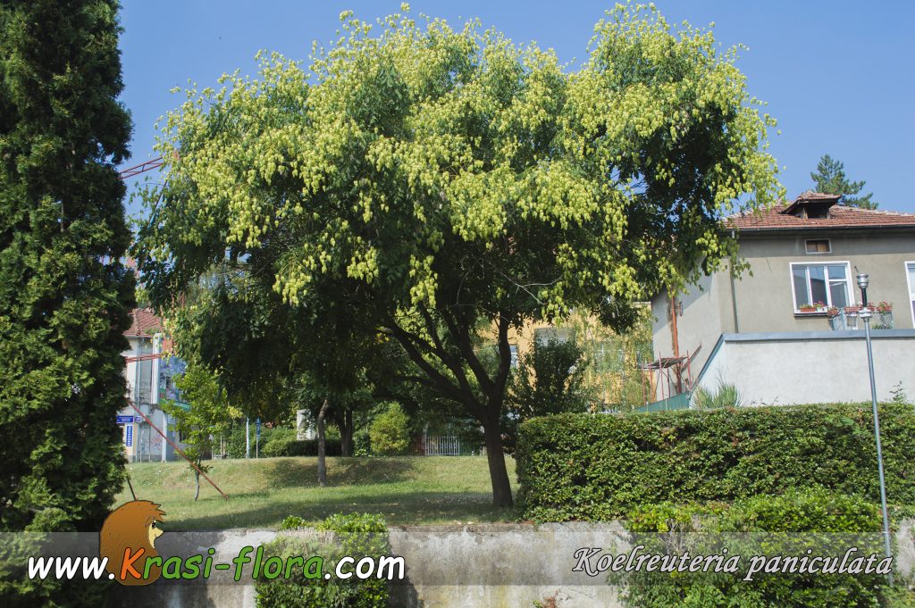 Китайски мехурник / Koelreuteria paniculata