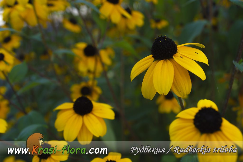 Рудбекия трилоба / Rudbeckia triloba